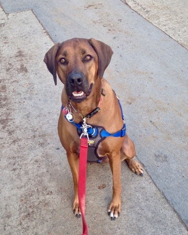 Rhodesian Ridgeback with a front-clip harness