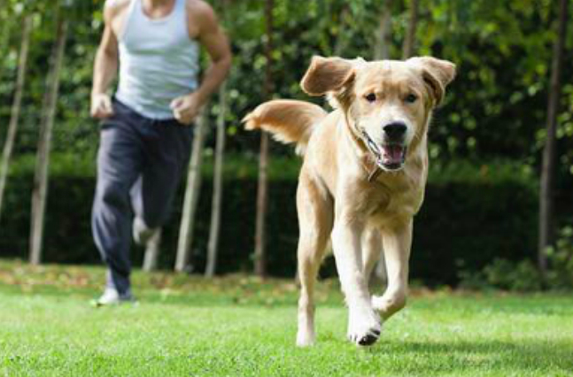 Train a dog to come when called man chasing dog